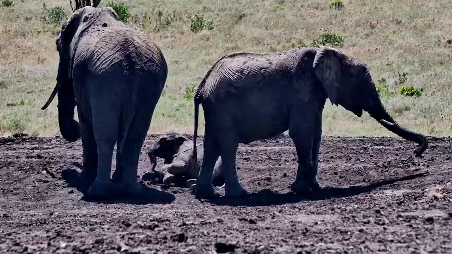 Even Baby Elephants Need a Nap