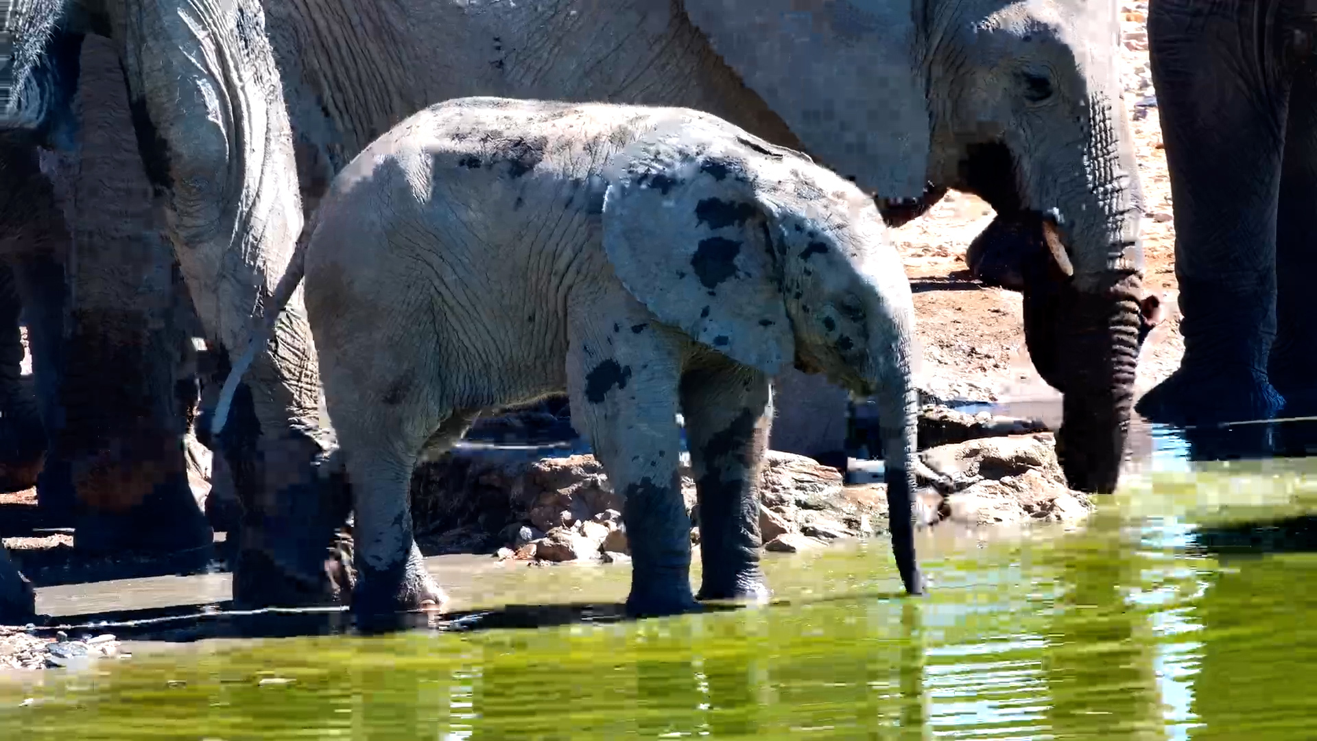 The Safest Spot for a Thirsty Elephant Calf