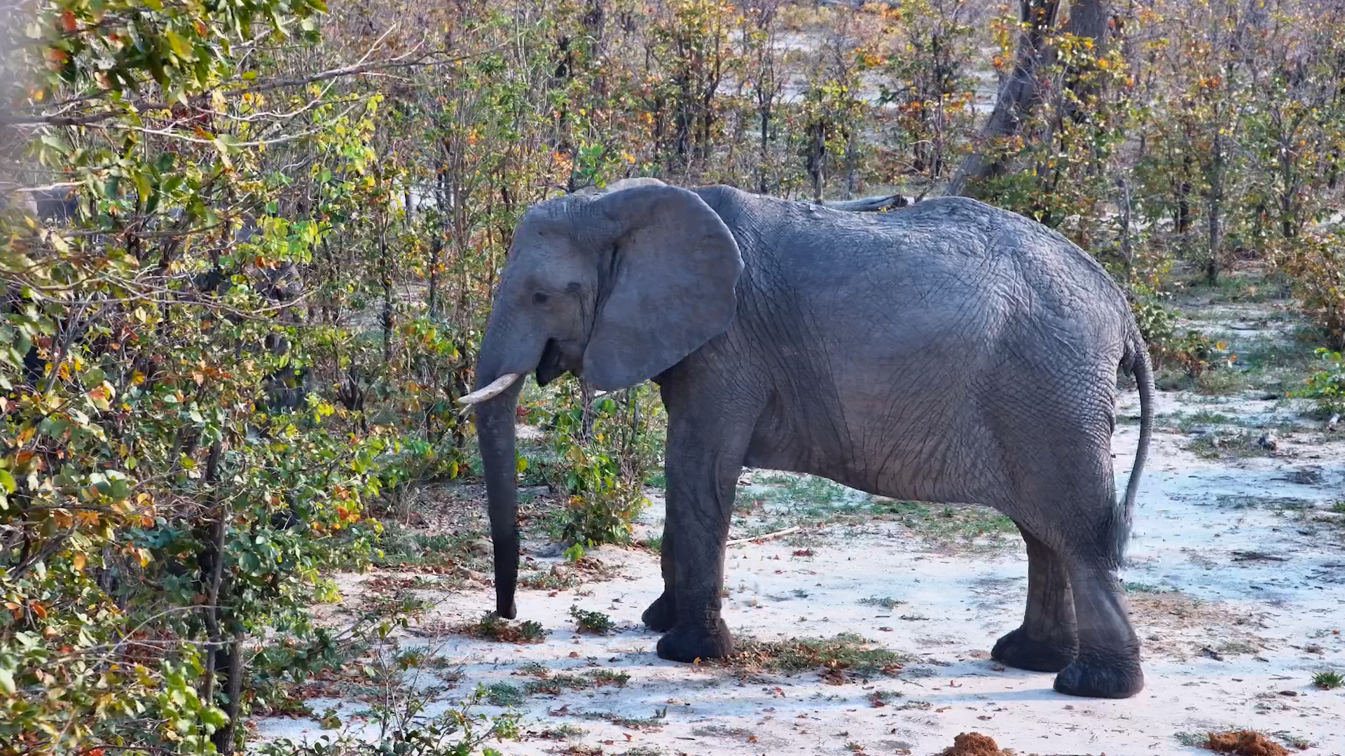 Elephants and Their Peaceful Snack Break
