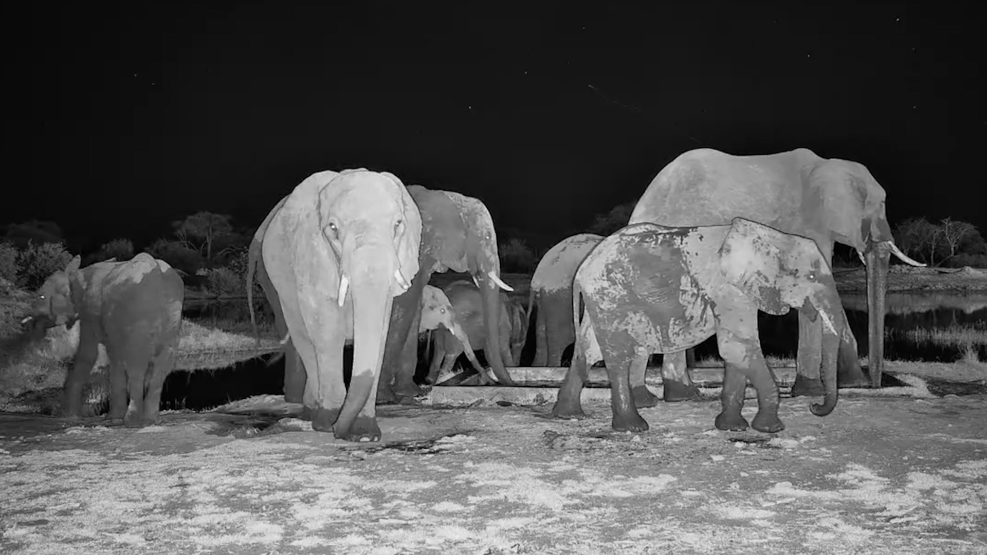 The Elephant Herd Arrives After Dark