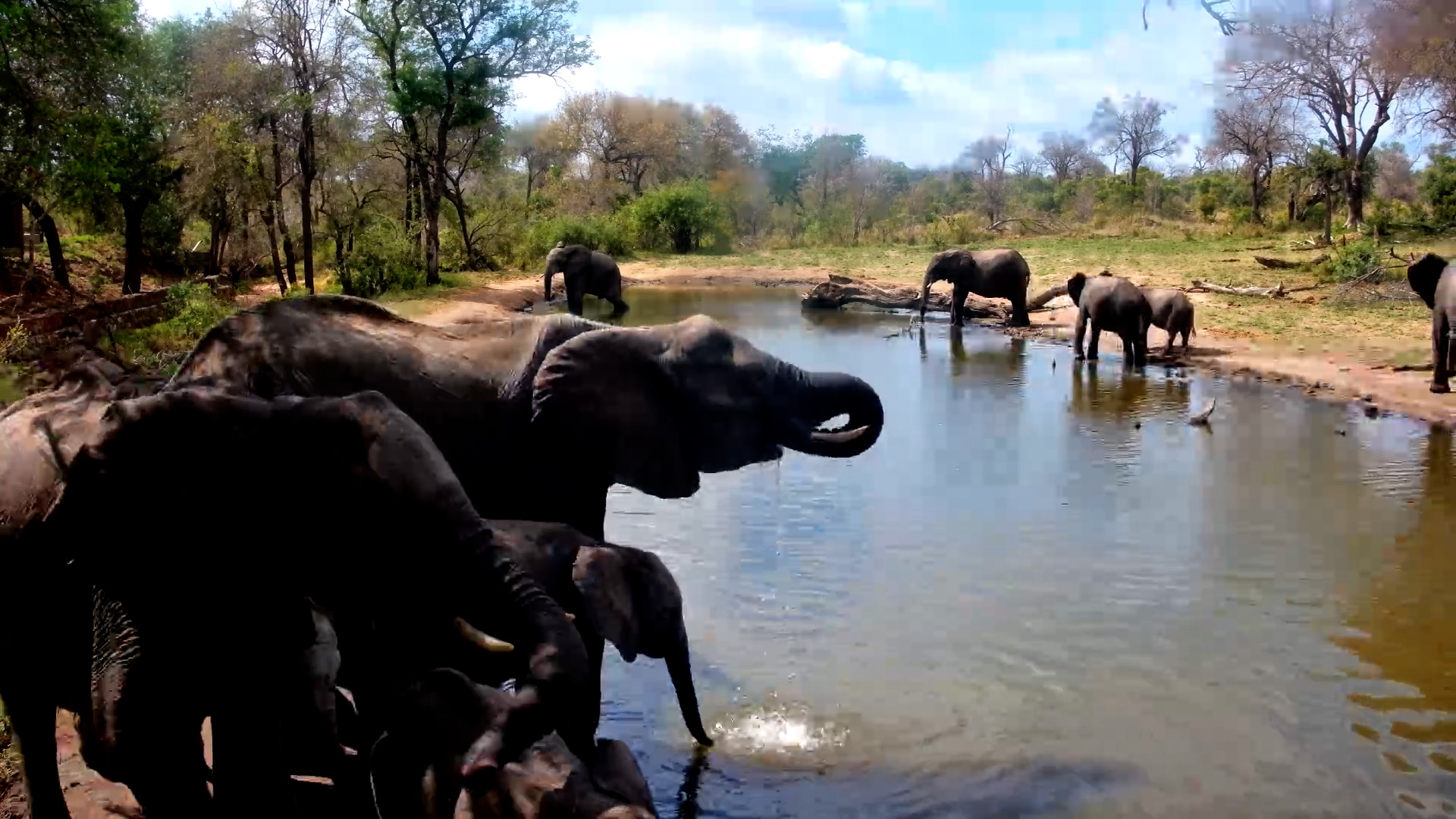Up Close With a Thirsty Elephant Herd