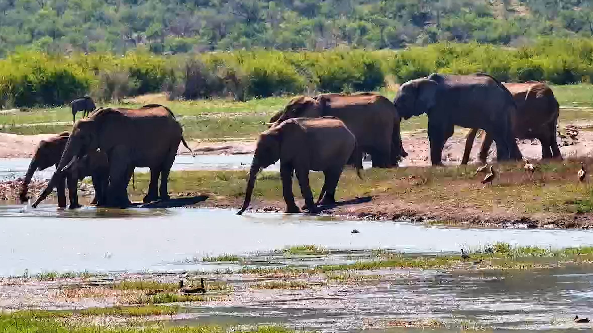 Here Comes the Elephant Herd