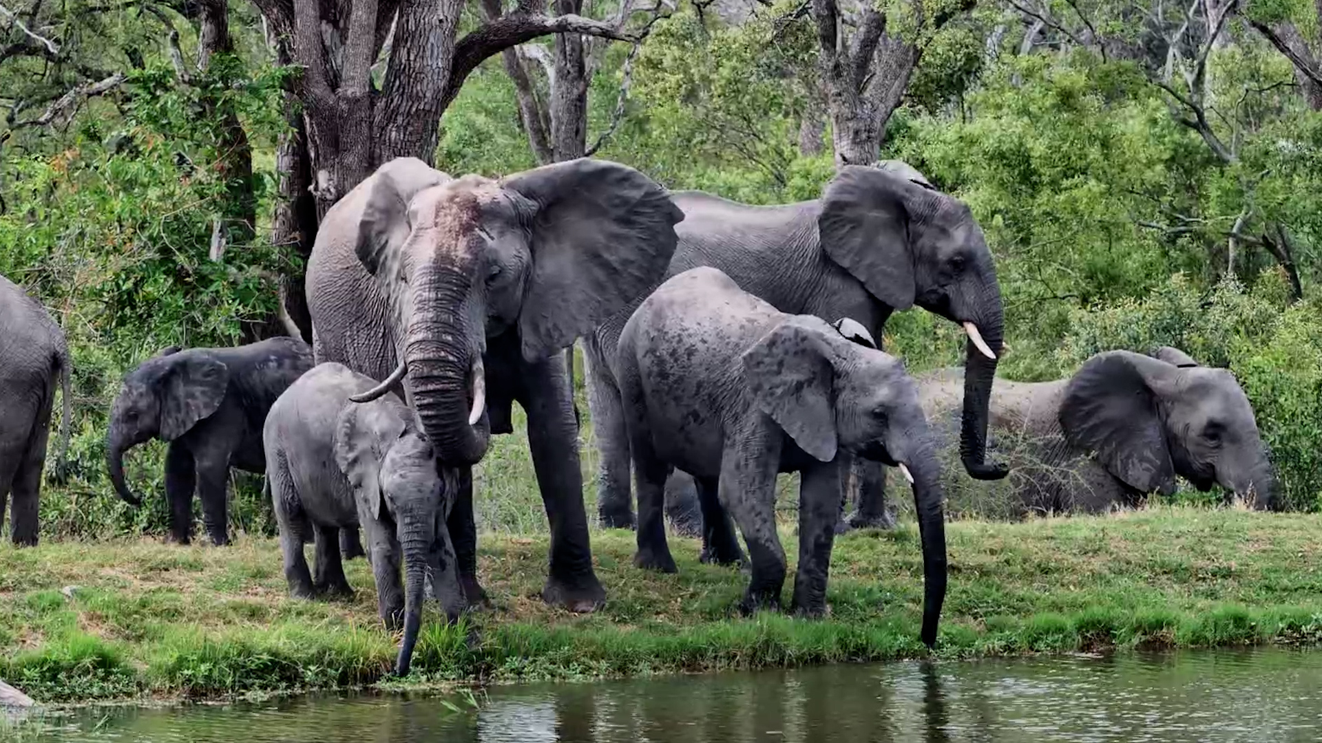 A Peaceful Waterhole Stop for the Elephant Herd