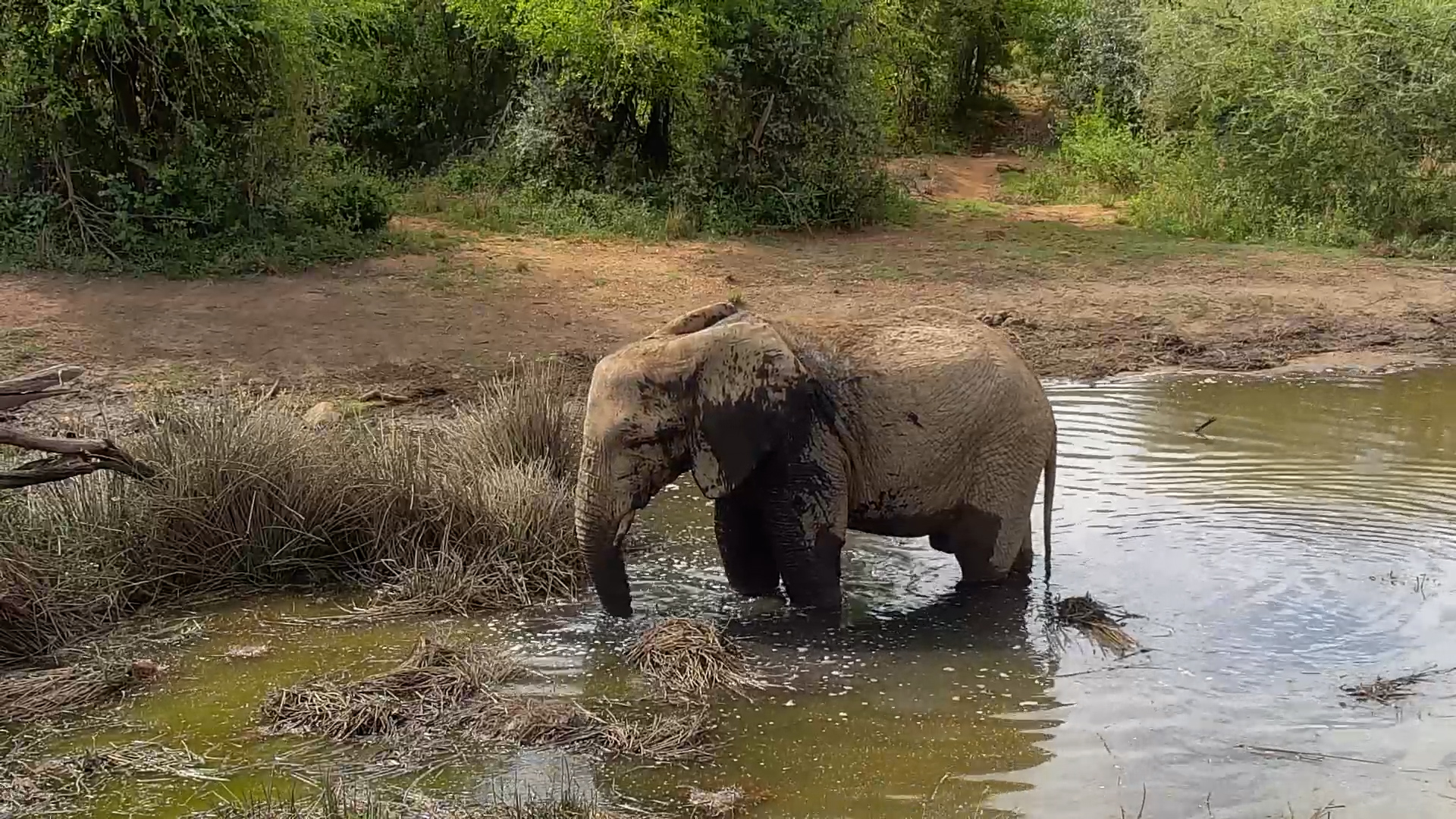 This Elephant Has Mastered the Art of Relaxing