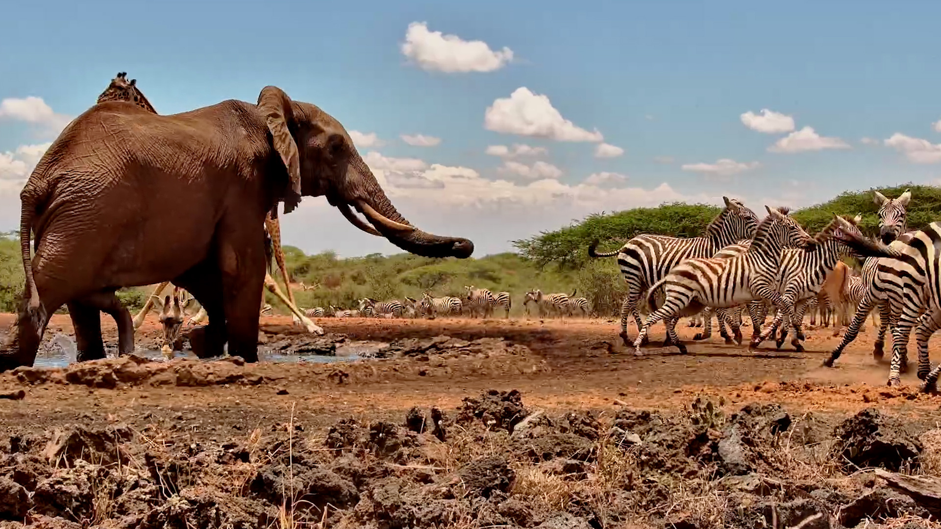 Elephant Makes the Zebras Wait Their Turn