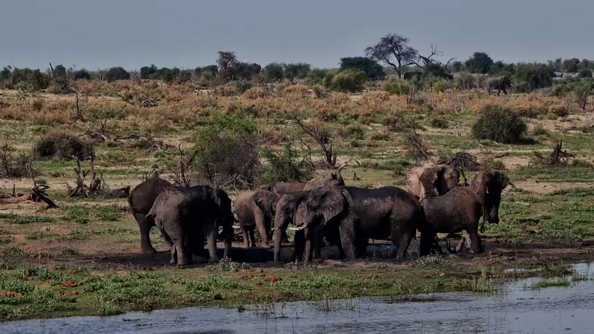 Muddy Good Fun for These Elephants!