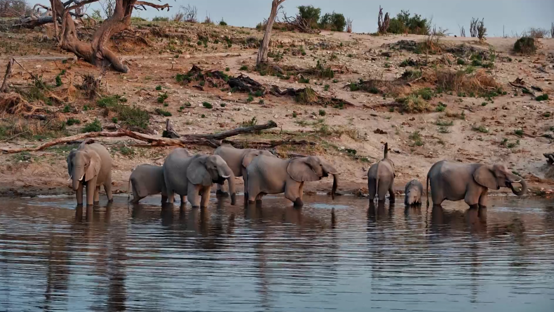 A Riverside Break for the Elephant Herd