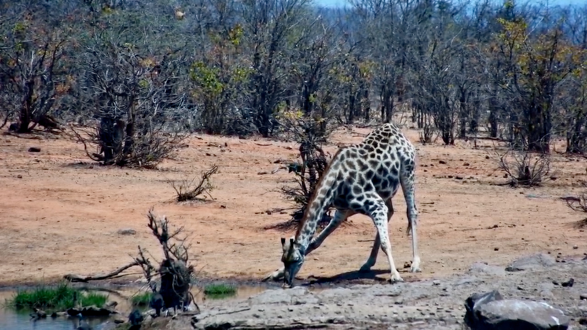 A Midday Refreshment for a Thirsty Giraffe