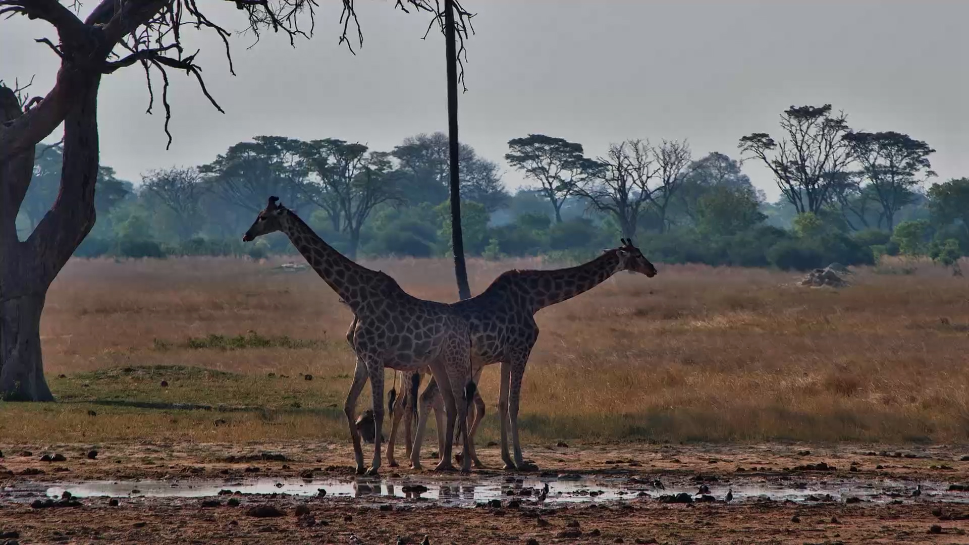 Tall Visitors, Thirsty Giraffes