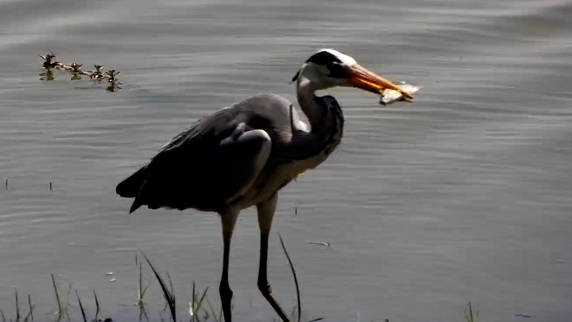 Grey Heron Catches a Fish and Swallows It Whole!