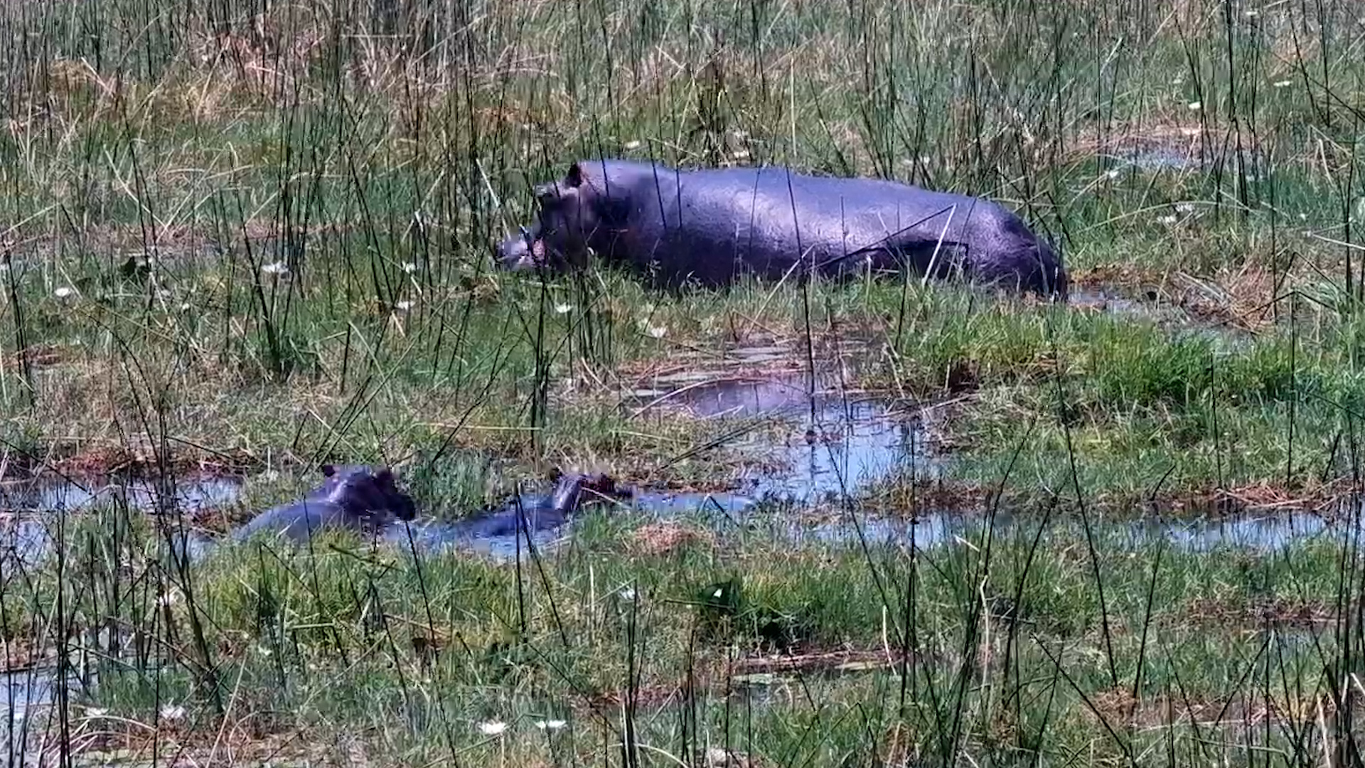 Little Hippos Make Their Way Back to Mum