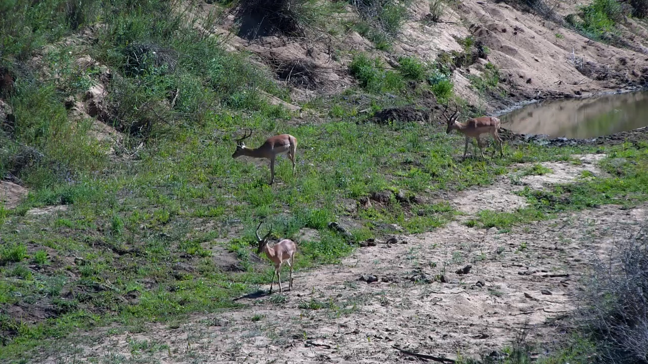 Impalas Have Places to Be