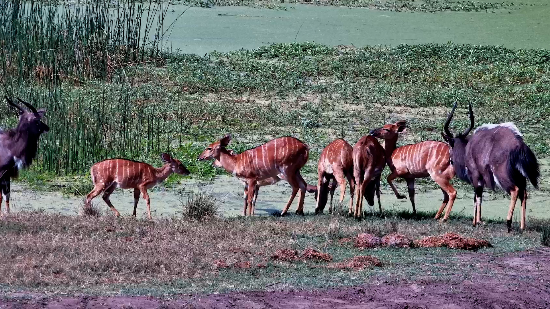 Snacks and Sips With the Nyala Herd