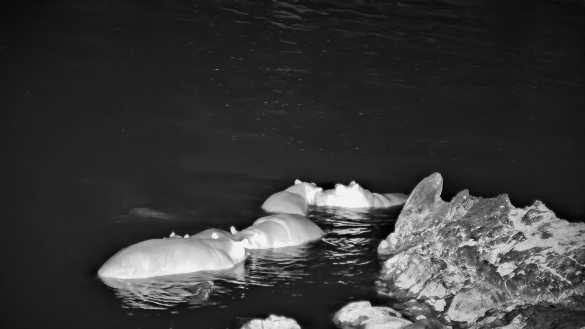 Who Said Hippos Go to Bed Early?