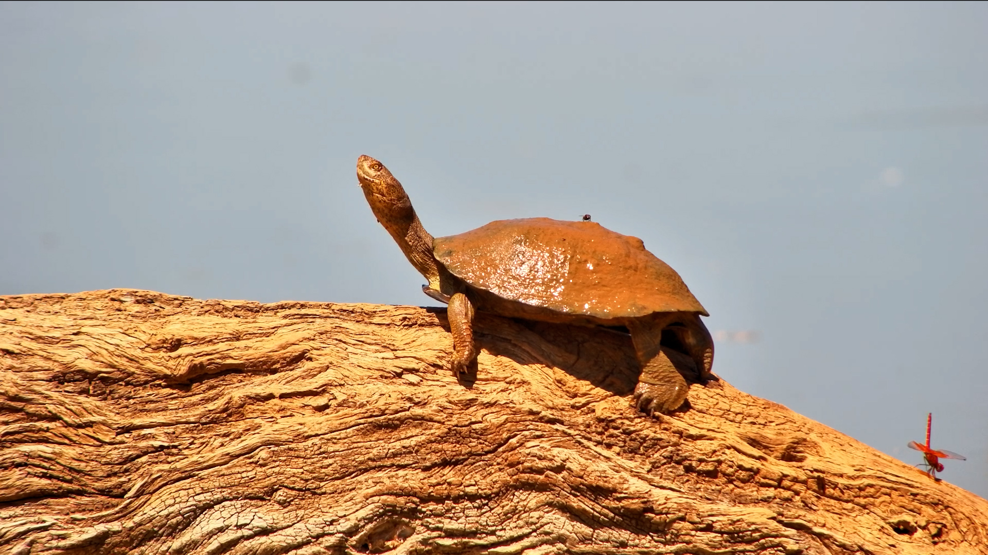 This Terrapin Knows How to Take It Easy