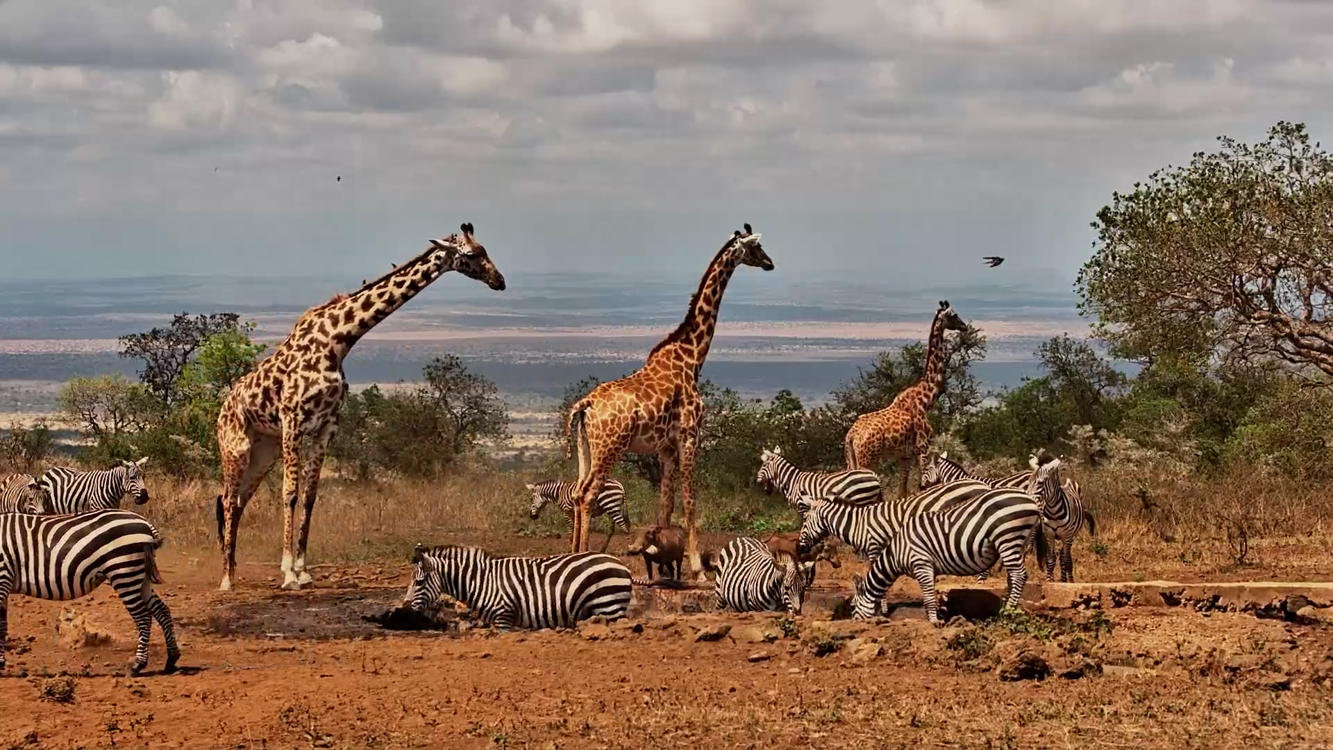 Rush Hour at the Waterhole