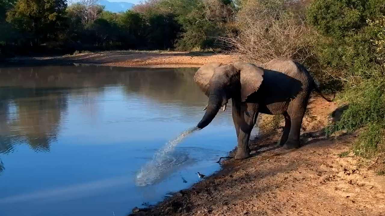 This Elephant Doesn't Believe in Sharing