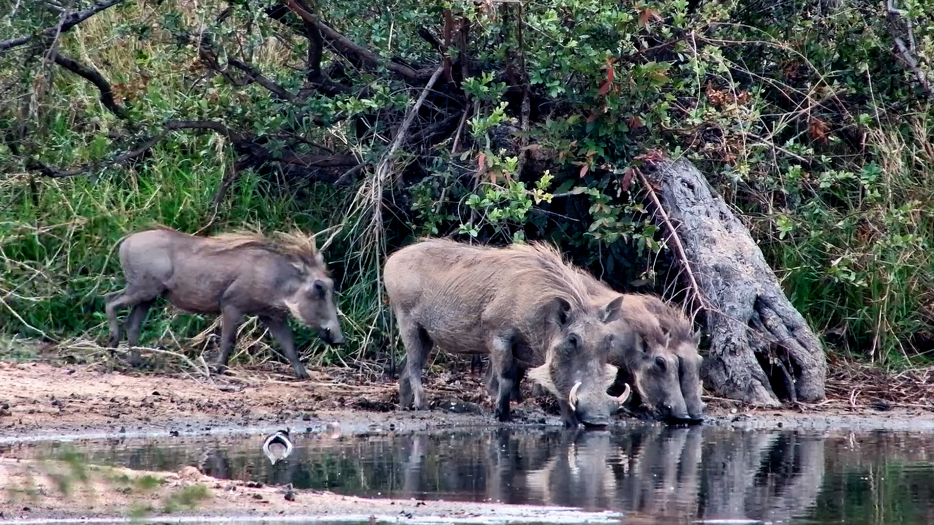 A Family Outing for the Warthogs