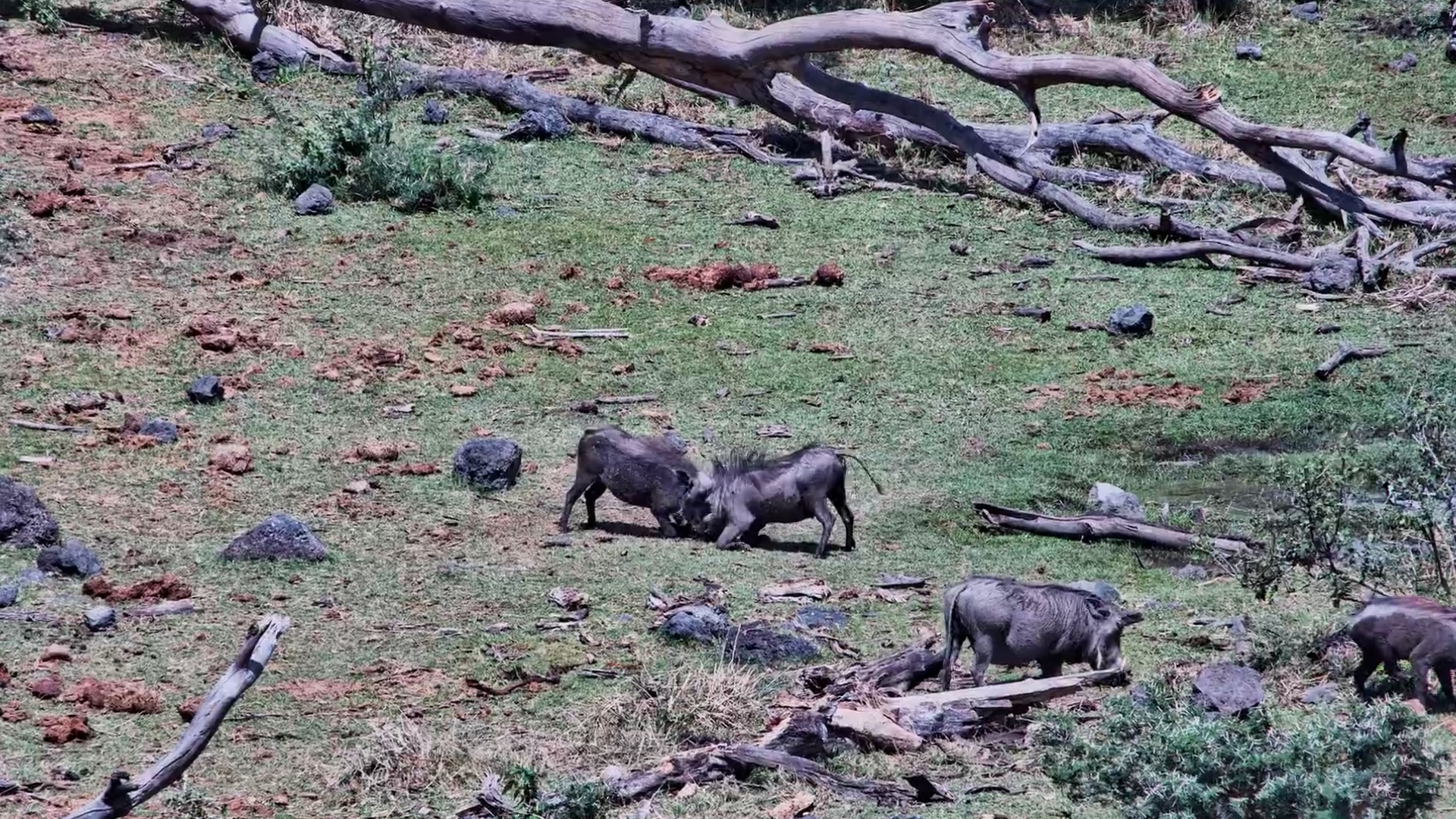 Let the Warthog Wrestling Begin!