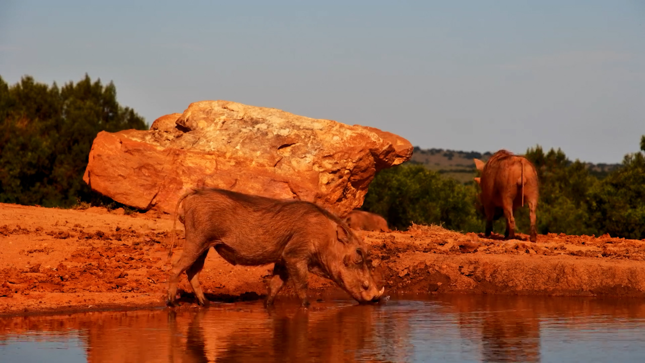 Just Another Day in the Life of a Warthog