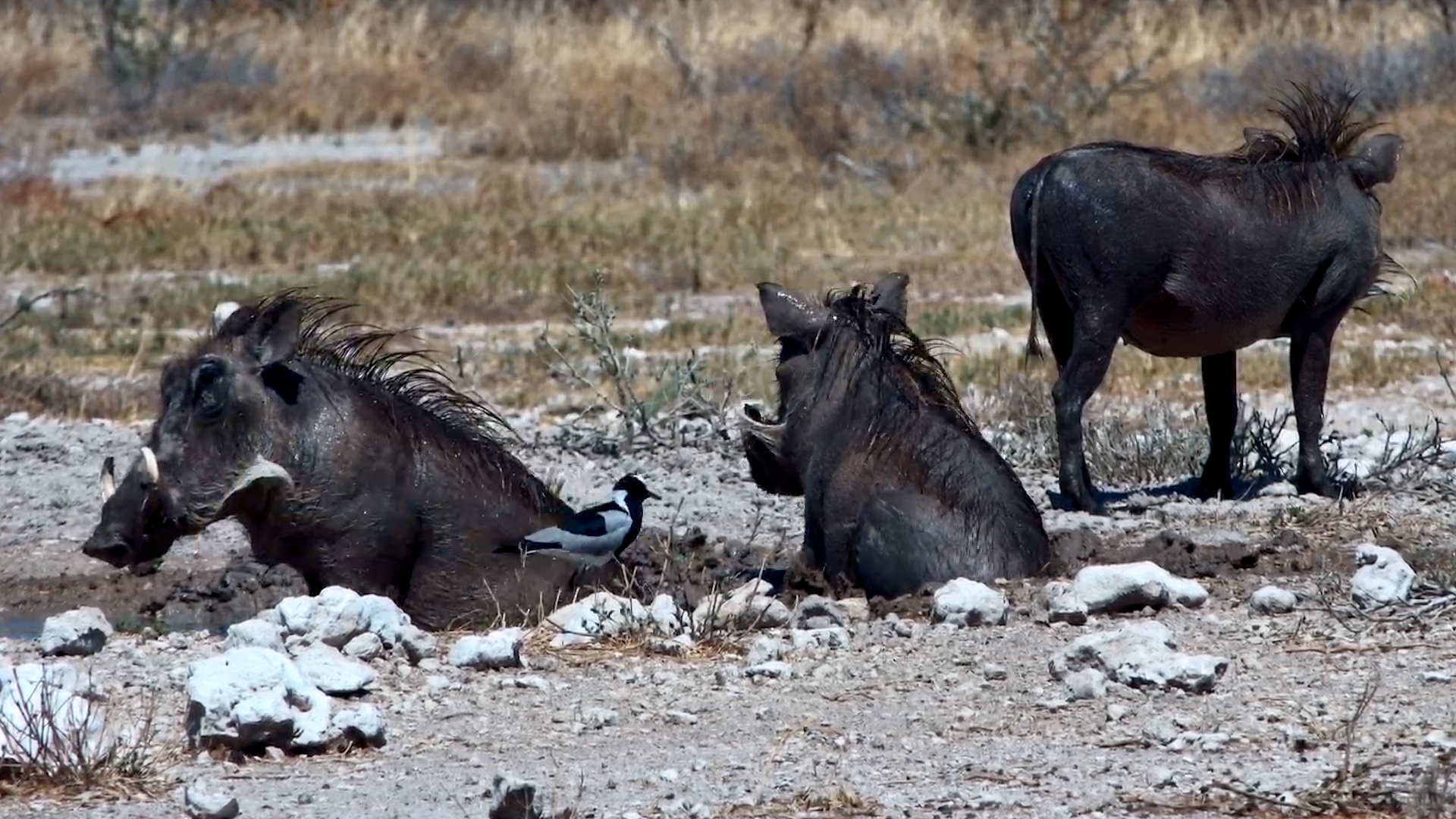 Warthogs Treat Themselves to a Mud Spa