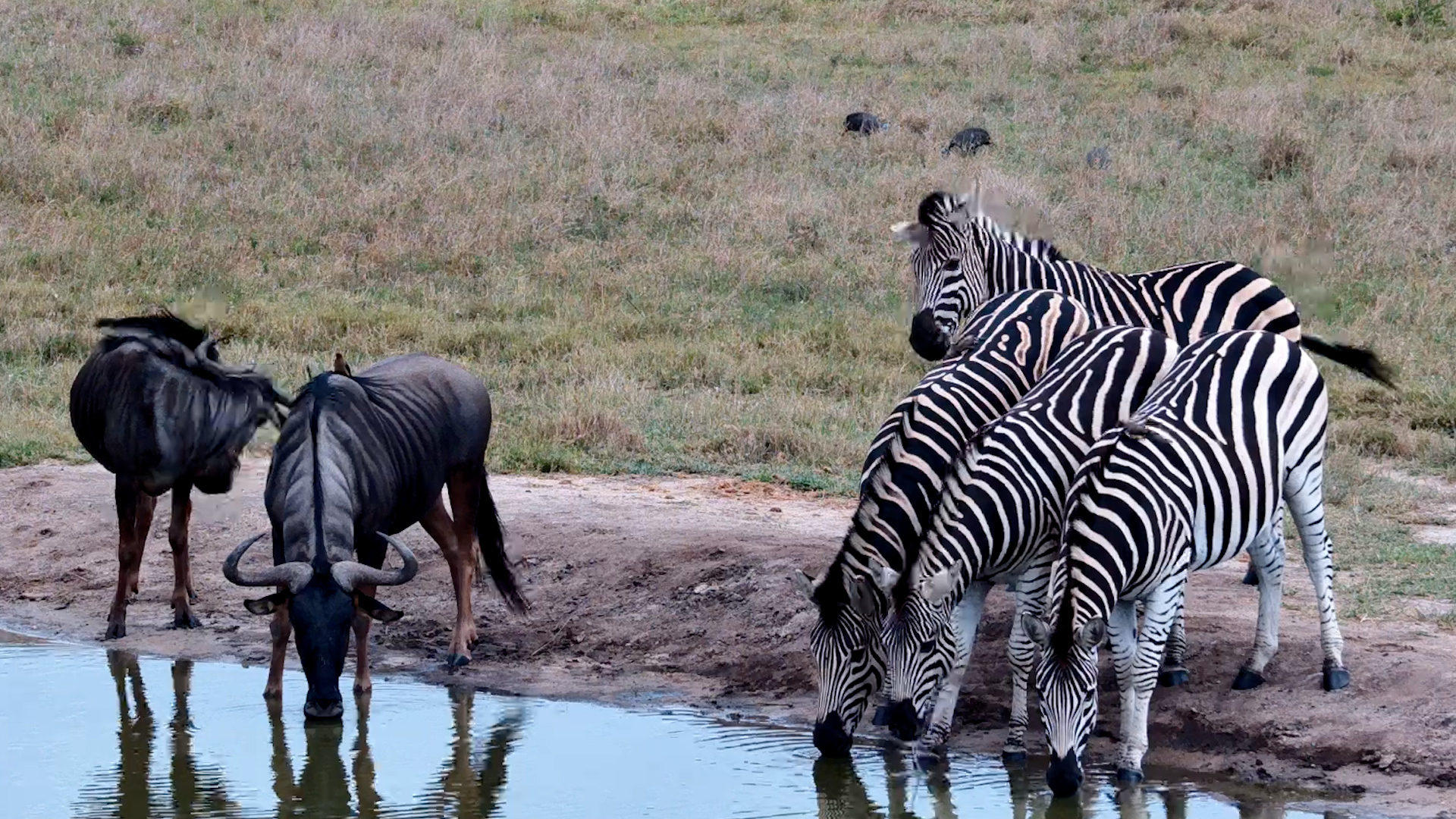 Stripes and Wildebeest at the Waterhole