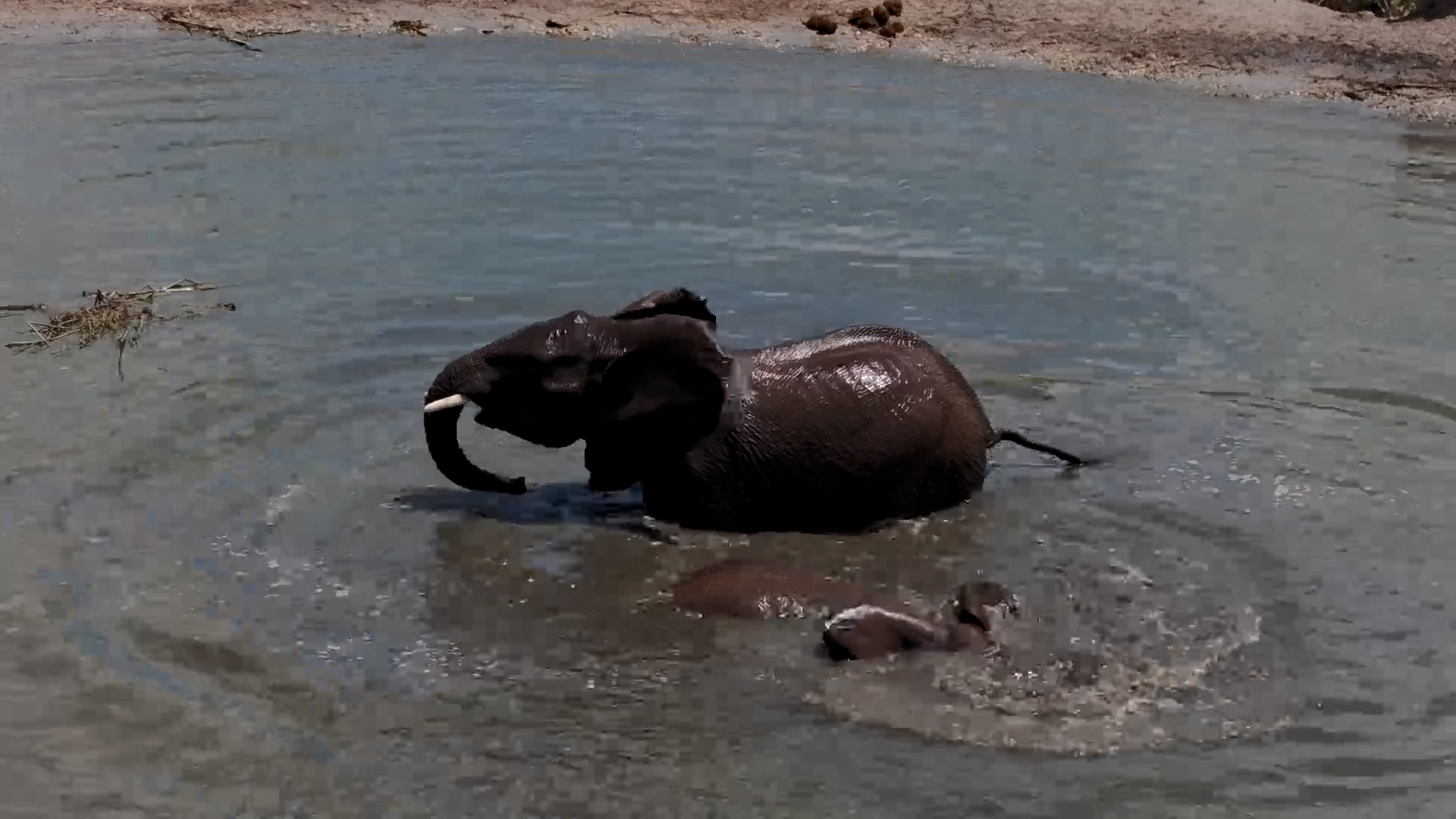 The Elephant Calves Aren't Done Swimming Yet!
