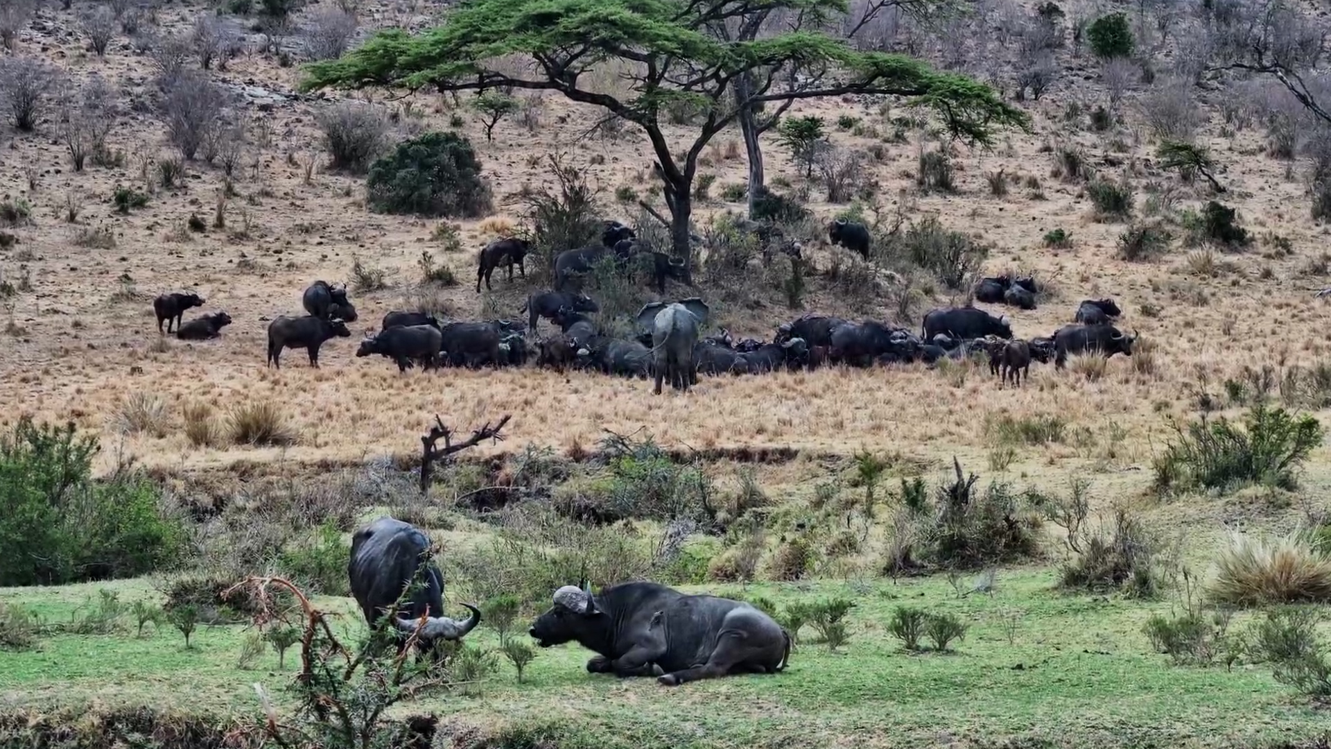 Young Elephant Takes Charge of the Buffalo