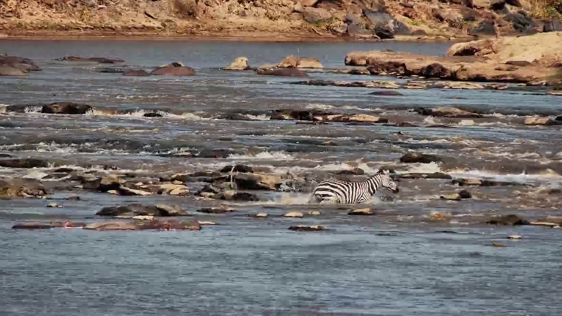 Zebra Reconsiders Its River Crossing Attempt
