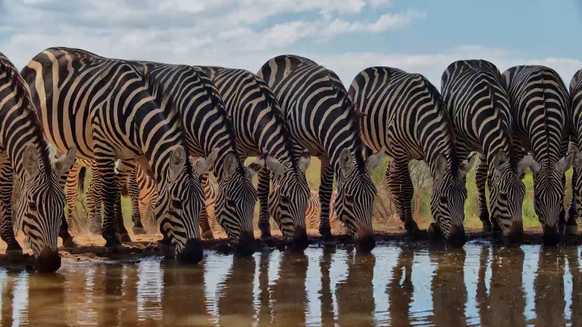 Why Are These Zebras So Nervous?