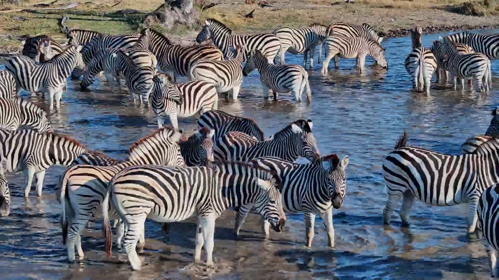 It's a Zebra Takeover at the Salt Pan