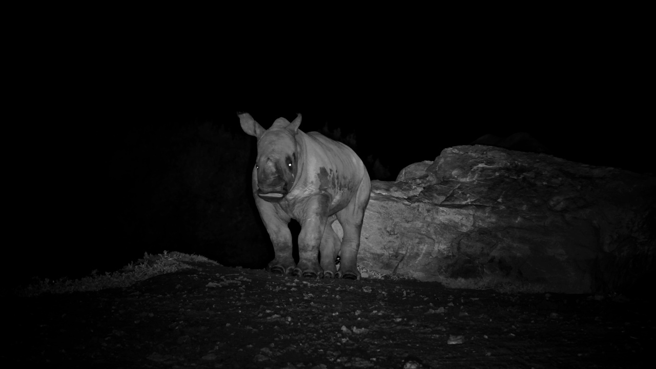 Nothing Beats a Good Scratch Before Bed
