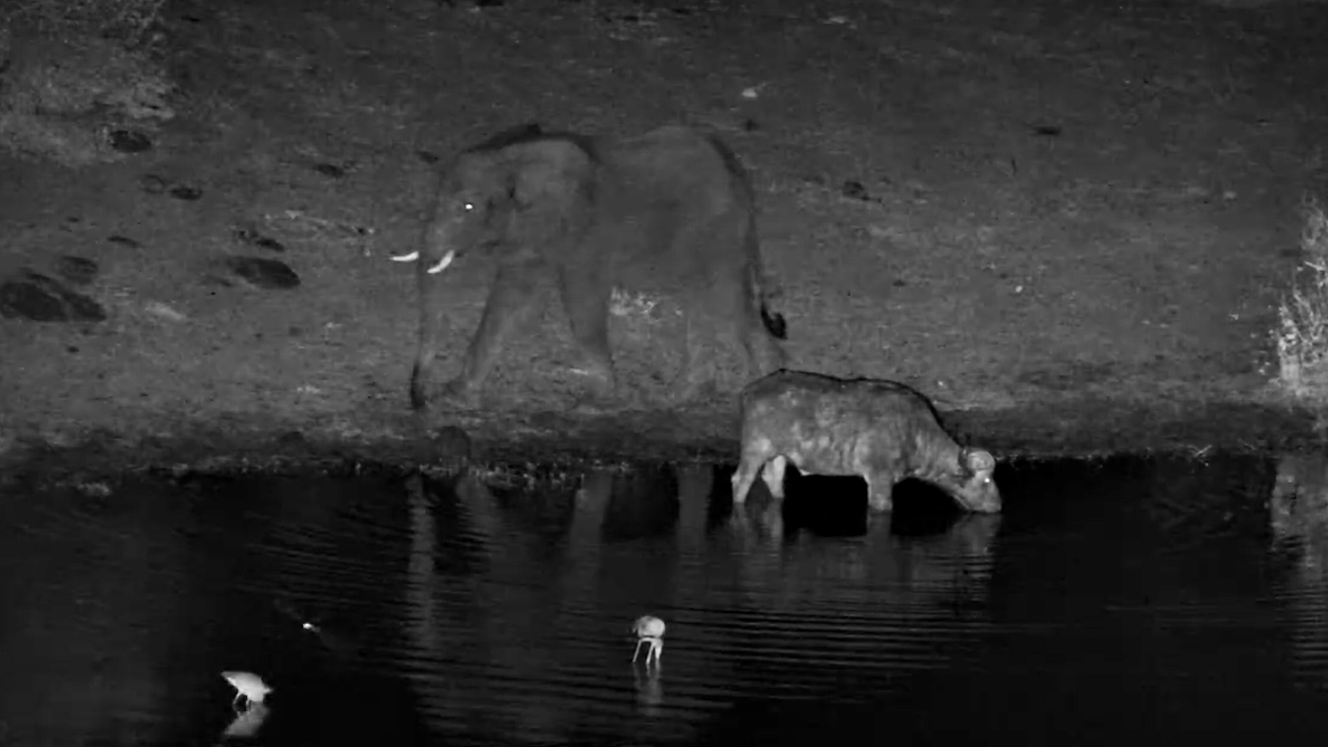 Even an Elephant Can’t Make This Buffalo Move