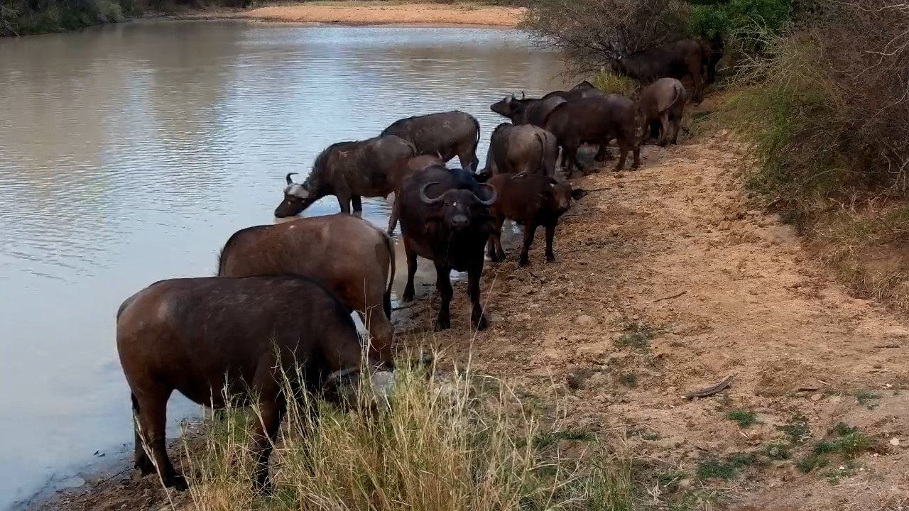 Here Come the Buffalo! Morning Rush at the Waterhole