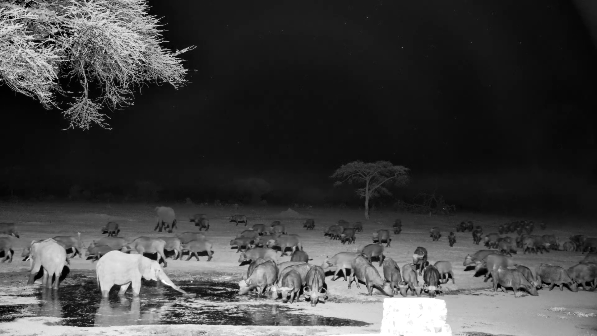 A Whole Buffalo Herd Joins the Elephants at the Waterhole