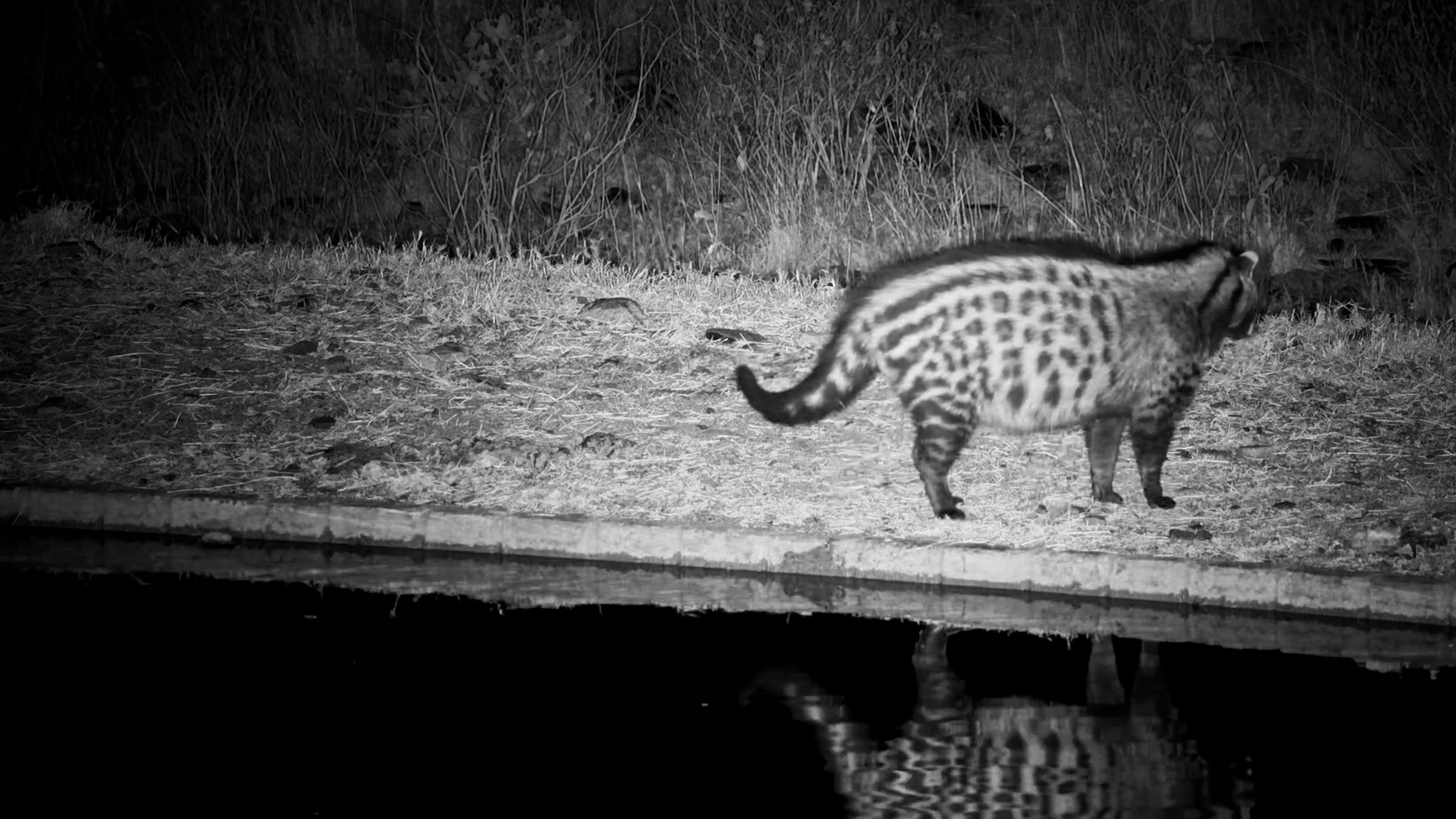 A Quiet Night… Until Two Civets Cross Paths