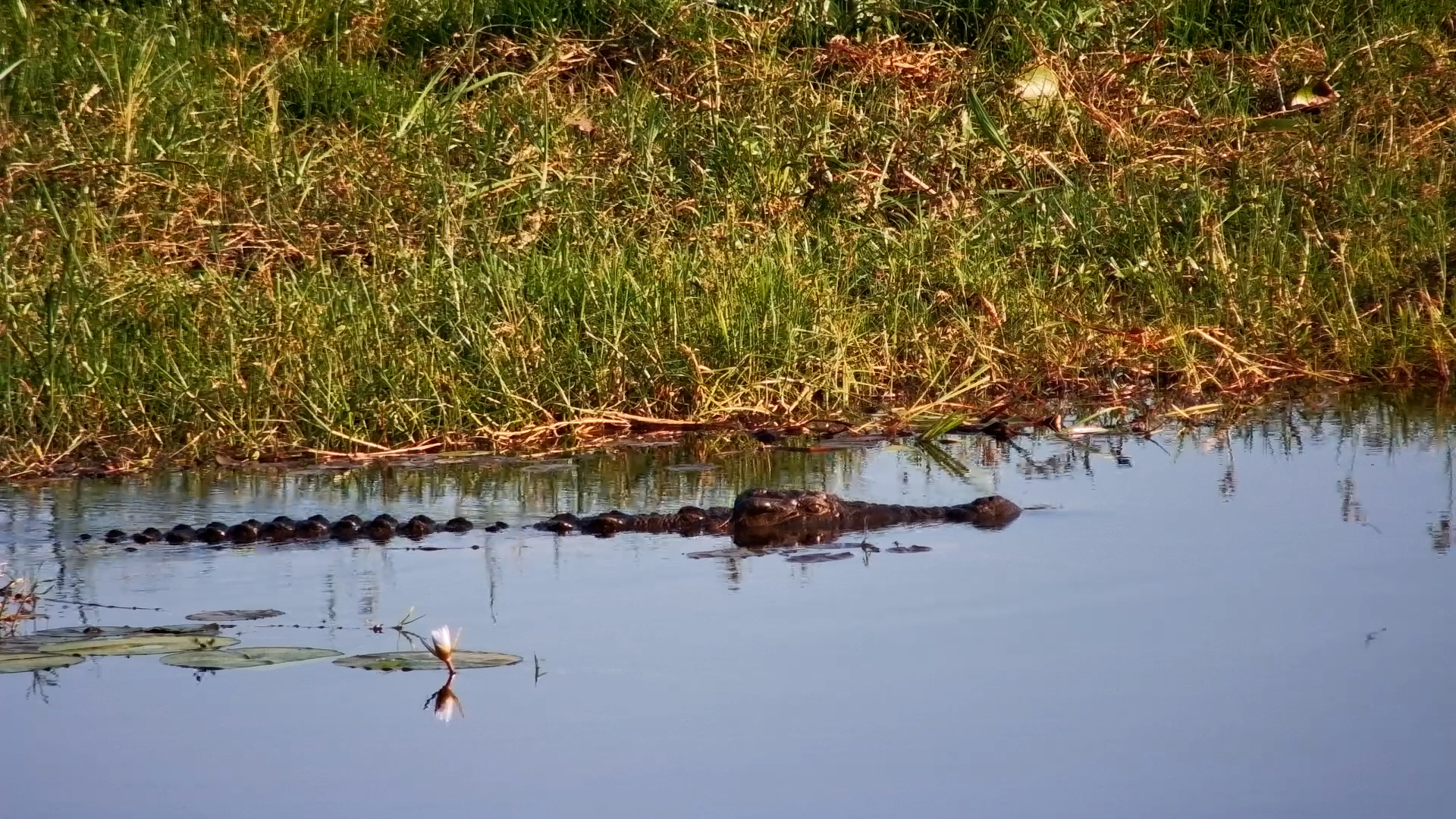 Nothing Suspicious… Just a Crocodile Cruising By