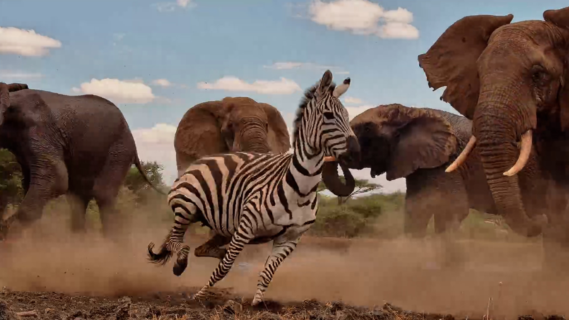 Elephants vs Zebras… Just Another Day at the Waterhole