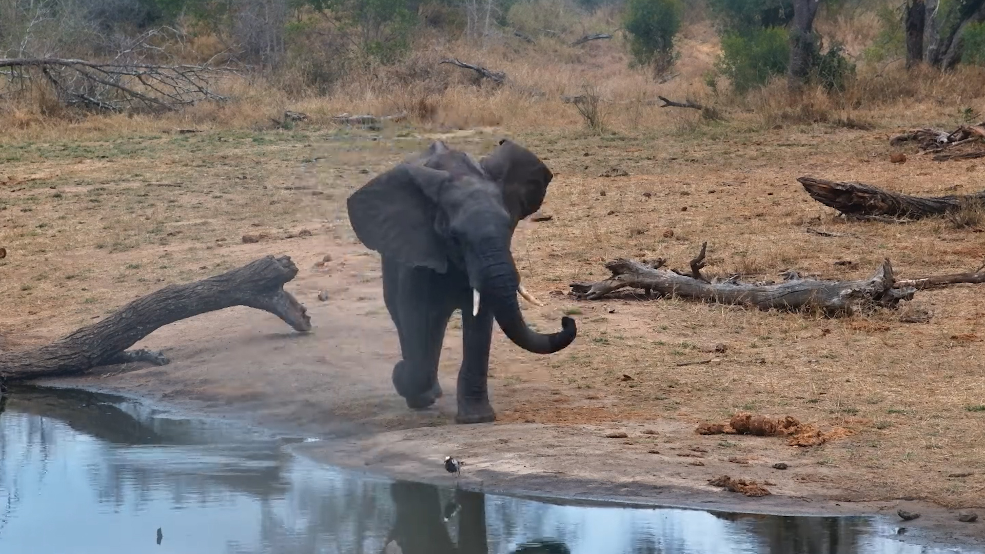This Elephant Is Just Looking for a Little Entertainment