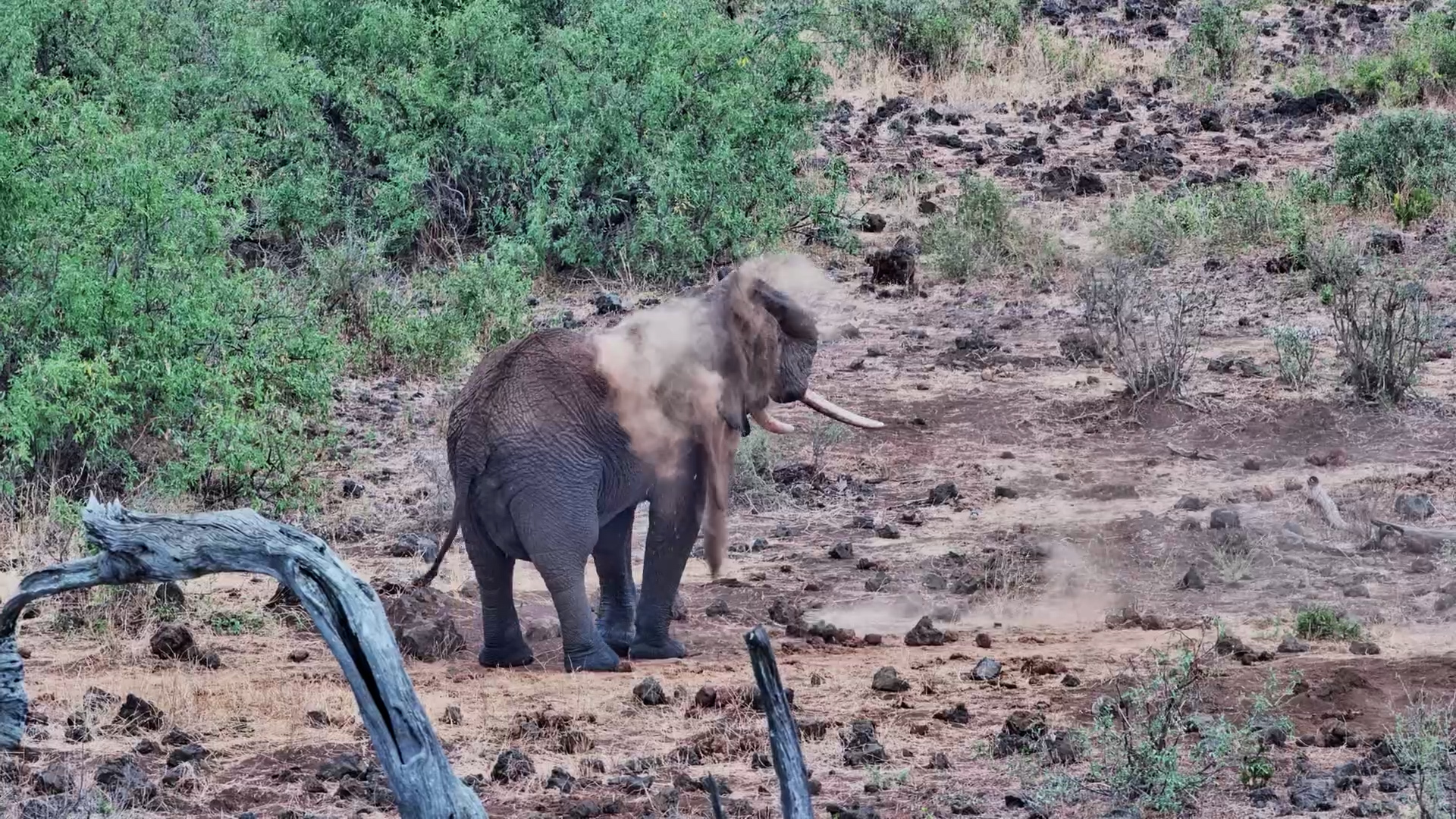 Watch This Elephant Give Itself a Full Dust Shower