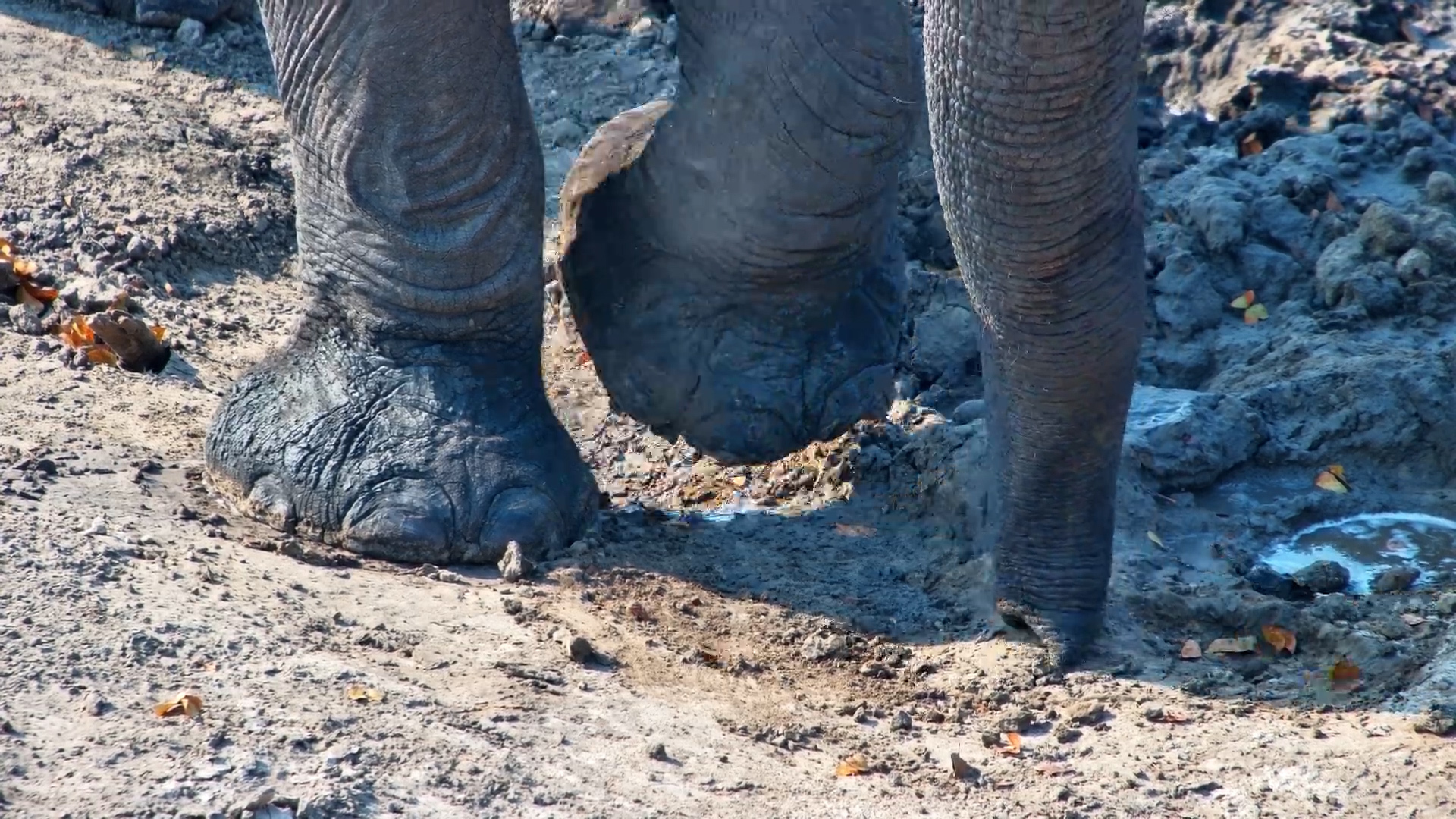 Elephant Finds Something Worth Eating in the Soil
