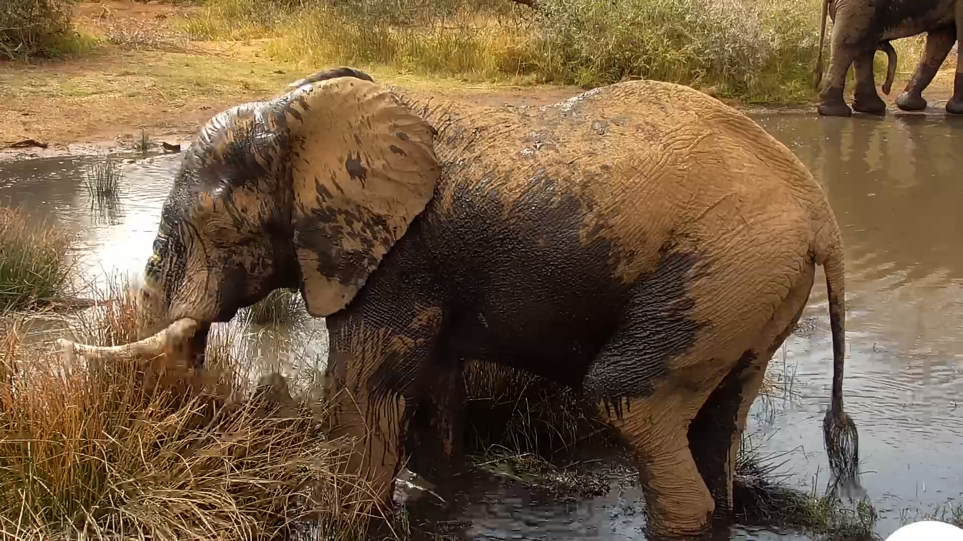 Fresh From a Mud Bath… Now It’s Snack Time