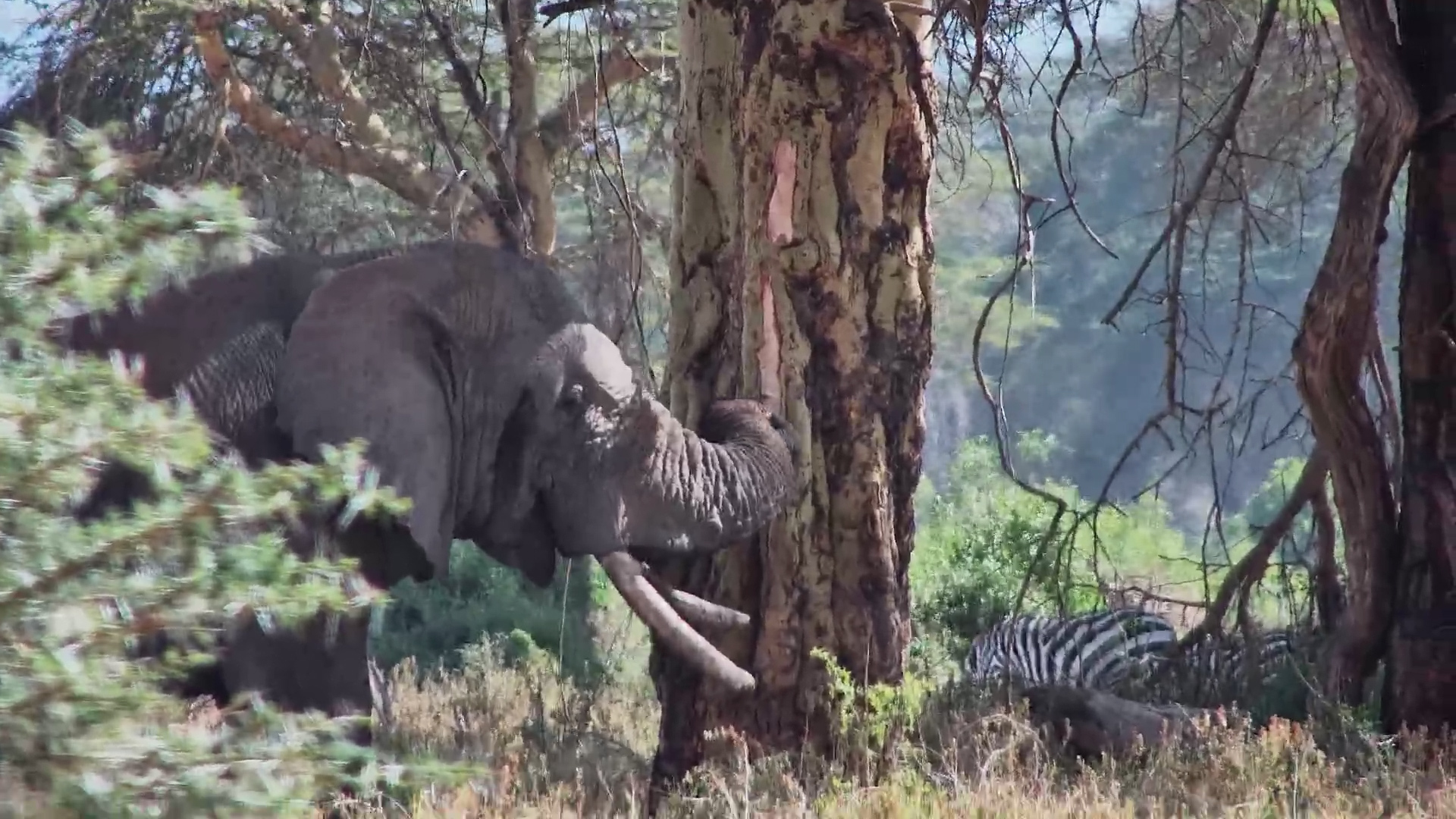 Watch an Elephant Feed Among the Fever Trees
