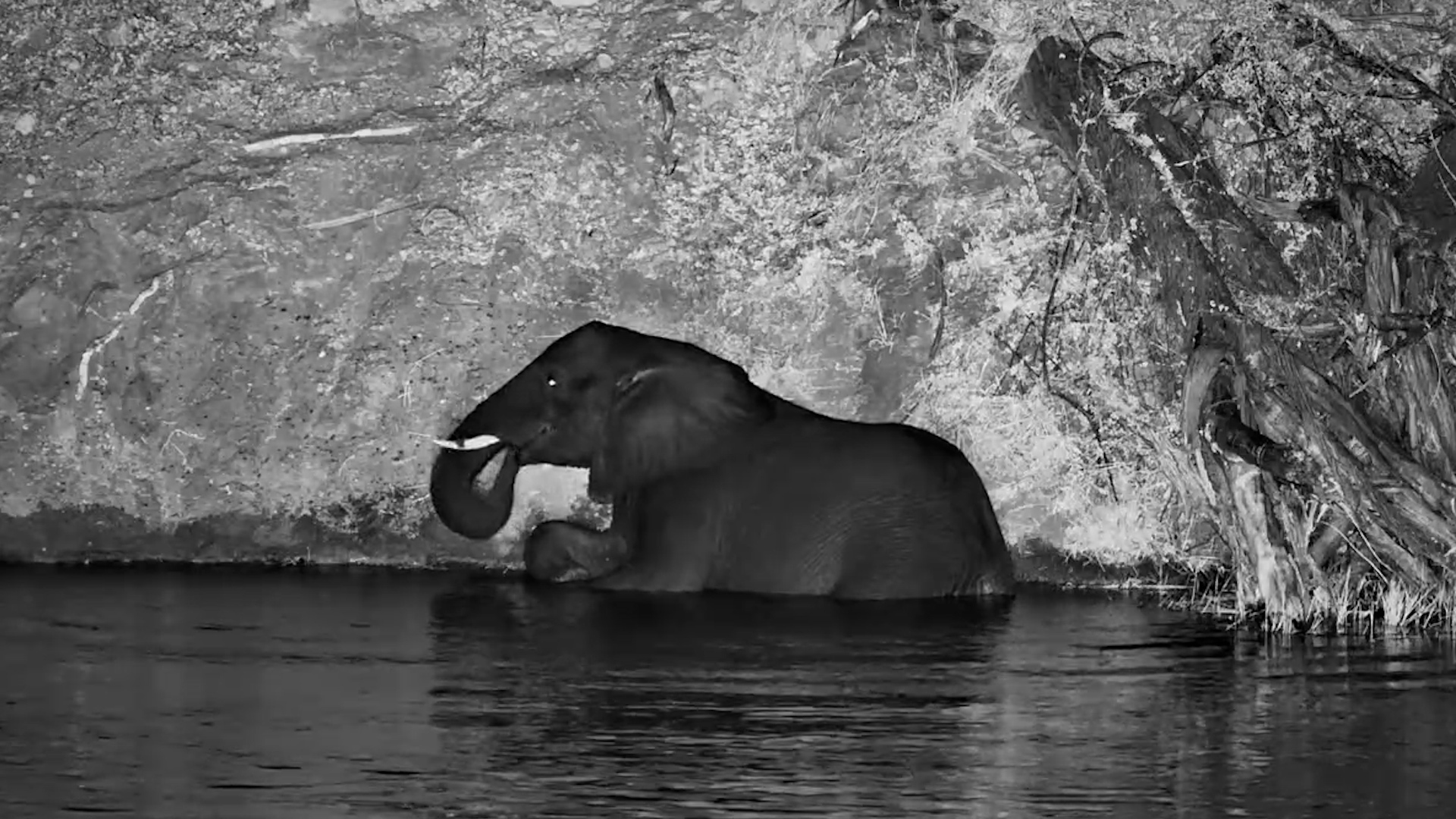 Elephant Goes Full Dolphin Mode After Dark