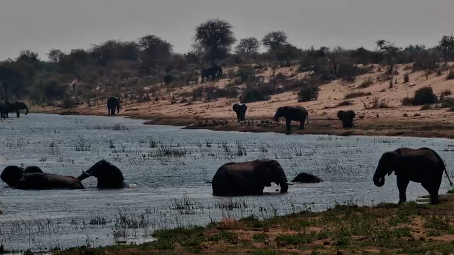 Elephants Relax Together in the Water at Moela