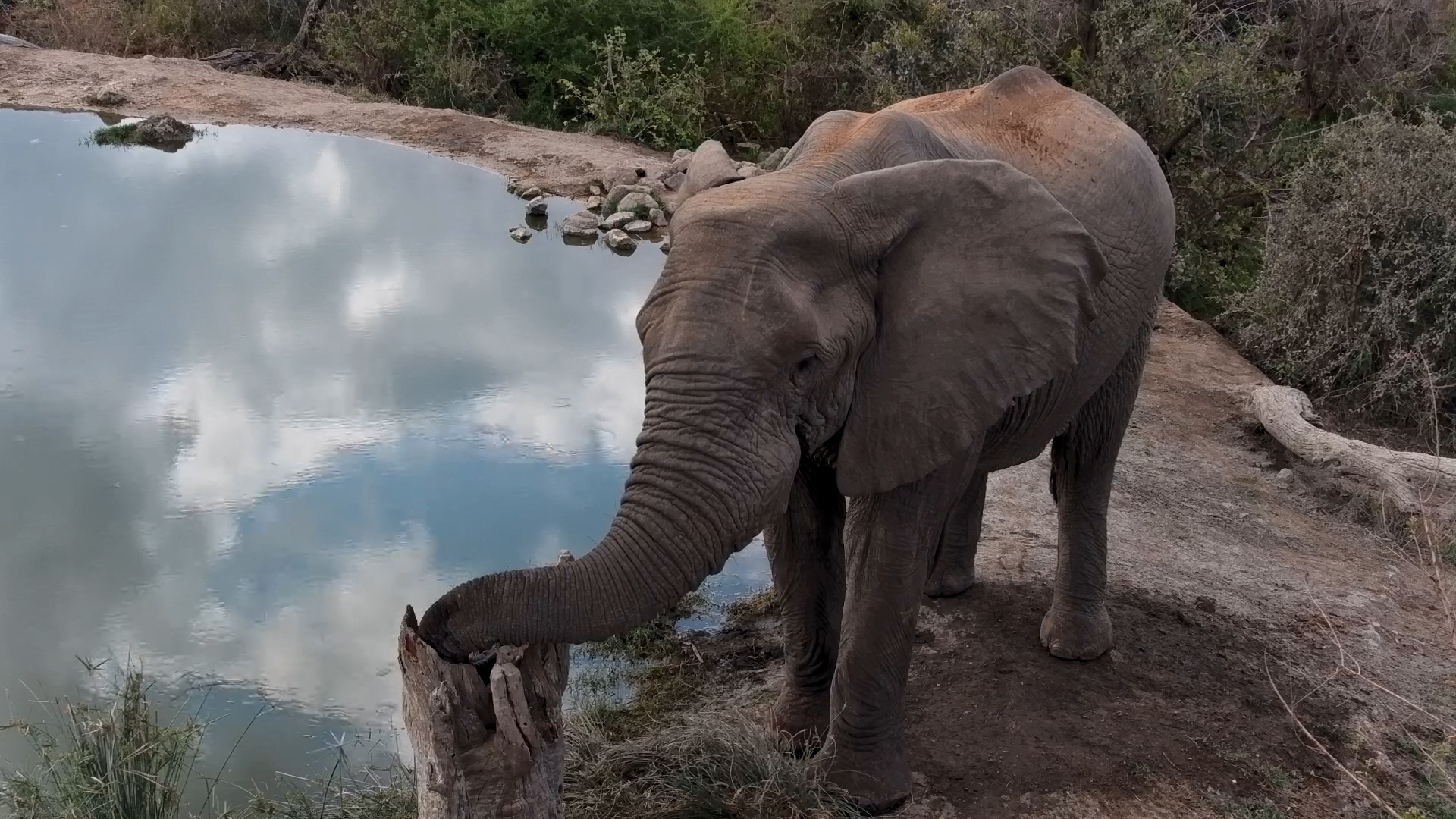 When Even Your Trunk Needs a Break