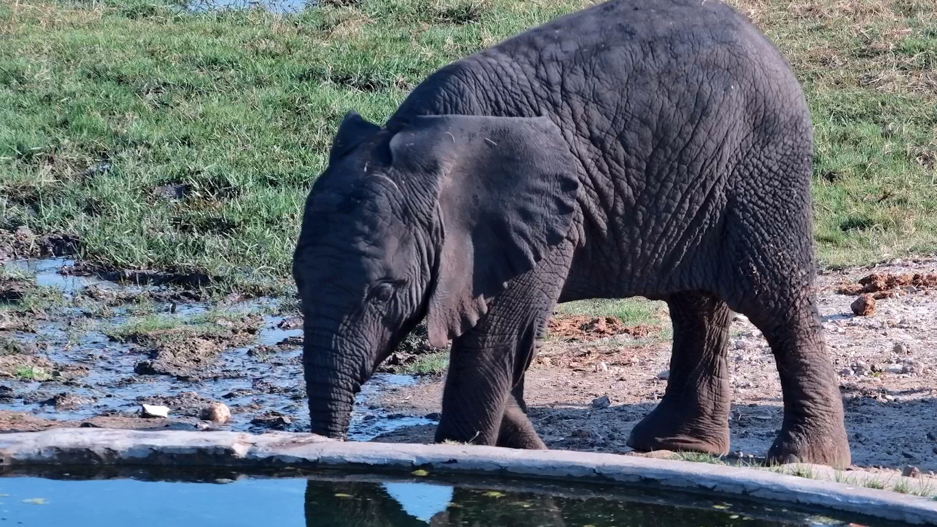 Just a Little Elephant Hanging Out With the Grown-Ups