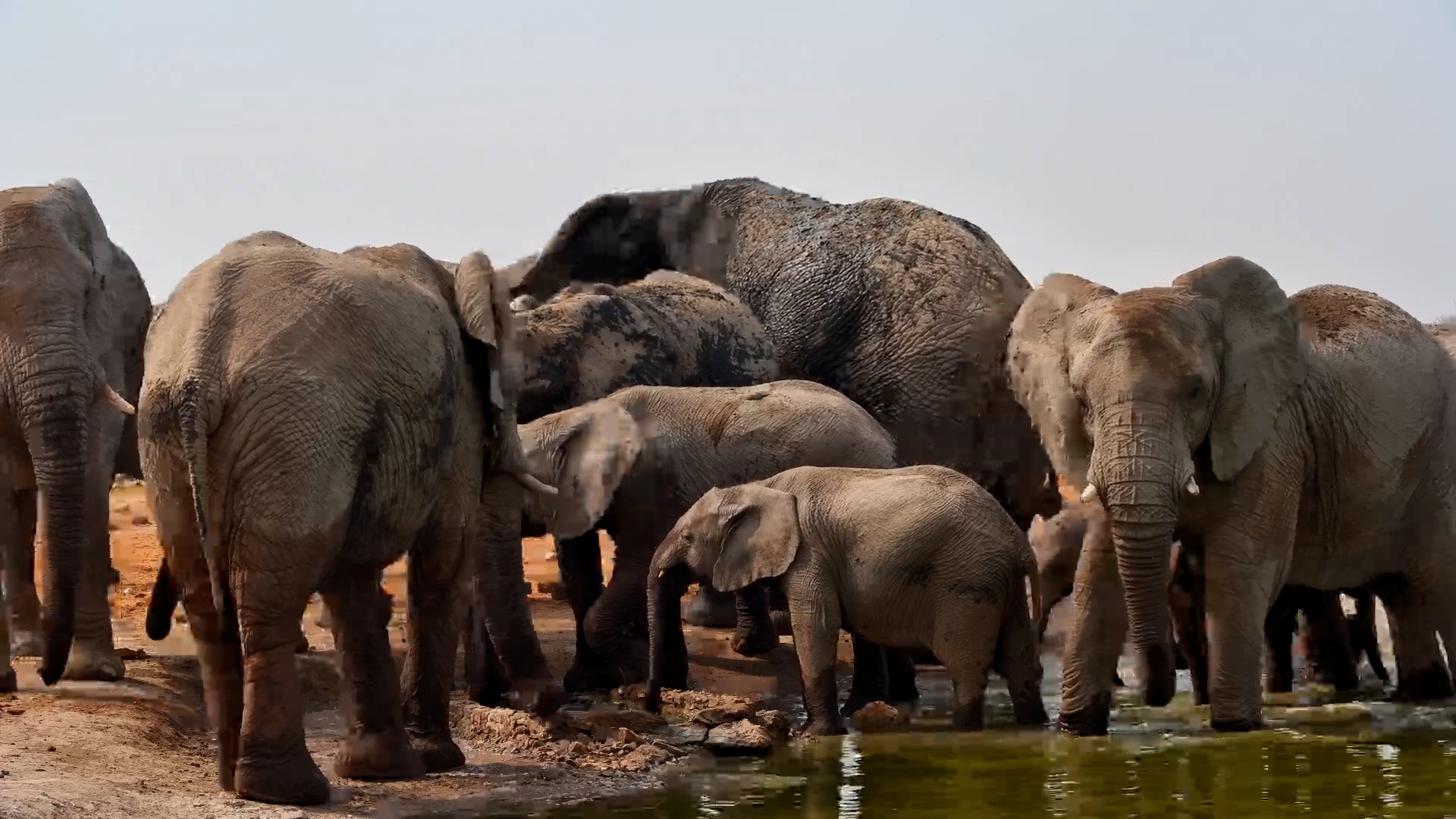 When the Whole Herd Stops to Hydrate