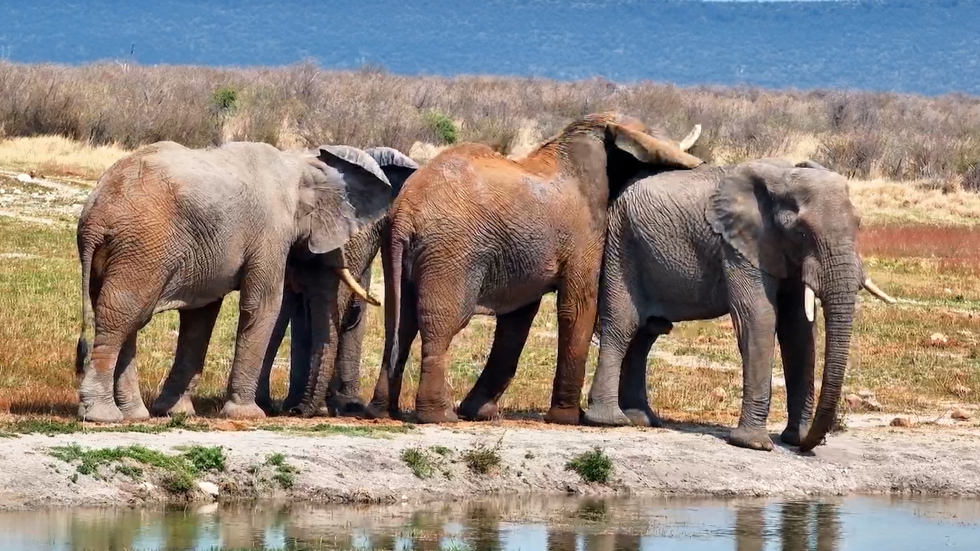 Elephants Meet Up at Tau Waterhole