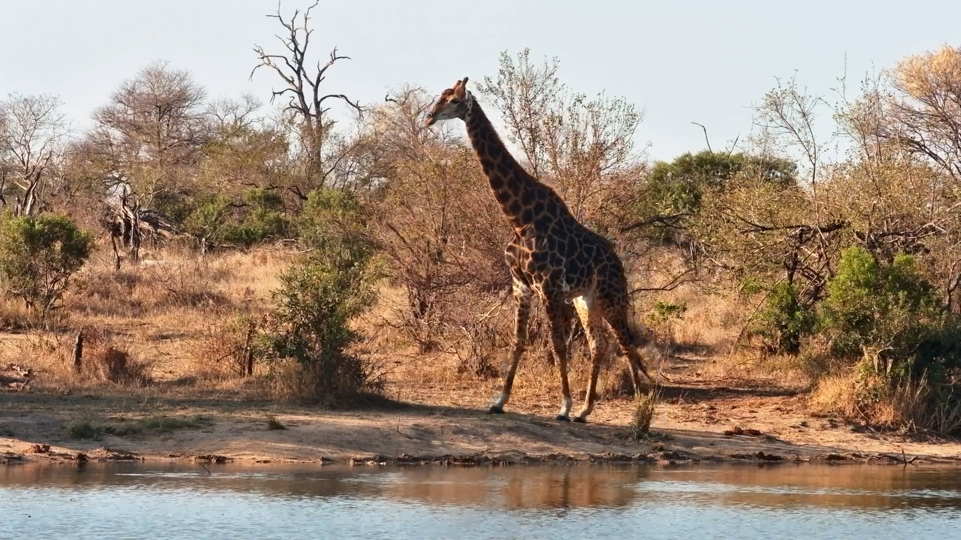 Giraffe Stops for a Sip… Then Finds the Snacks